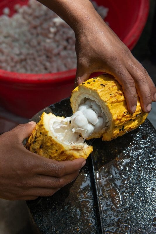 cacao